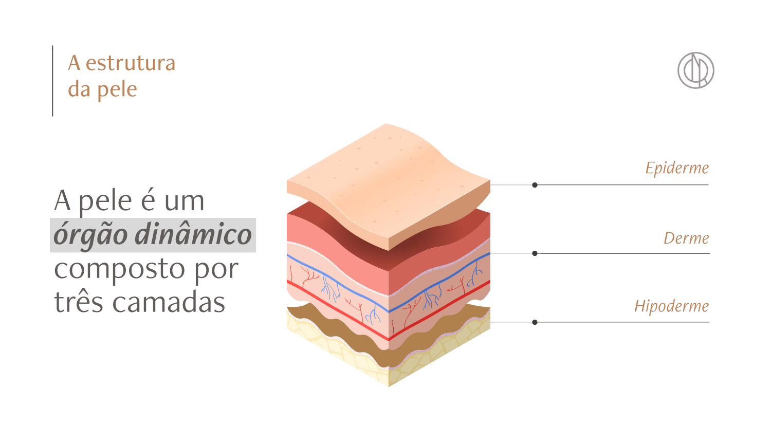 Infográfico demonstrando as camadas da pele, epiderme, derme e hipoderme, em uma imagem 3D.